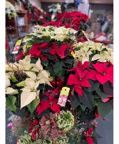Assorted Poinsettias  4”-10” potted plants 