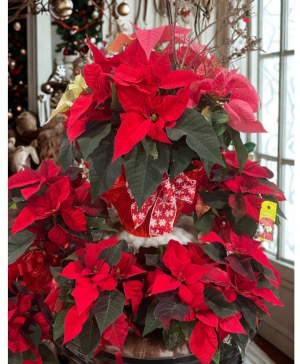 Assorted Poinsettias 4”-10”