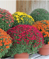 Assorted Potted Hardy Mums Various sizes and colors