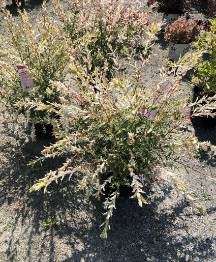 ASSORTED SHRUBS
