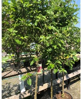 ASSORTED FRUIT TREES 