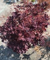 ASSORTED SHRUBS 