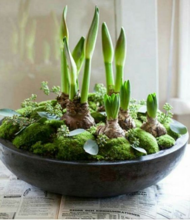 Assorted Spring Bulbs Arranged