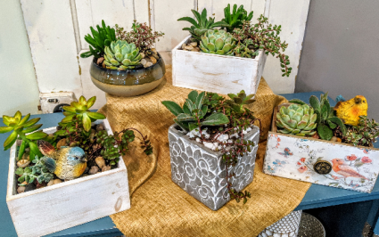 Assorted Succulent Box