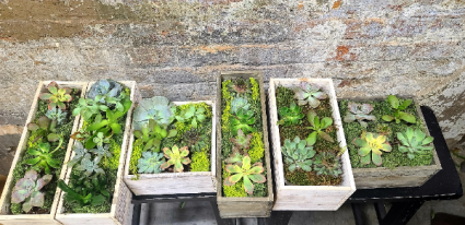 Assorted Succulent Gardens