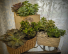 Assorted Succulent Planters