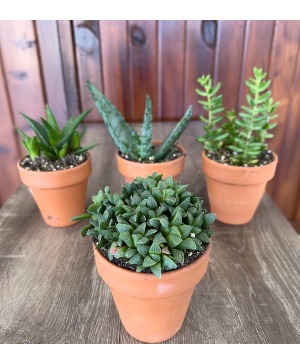 Assorted Succulents  Potted Plant