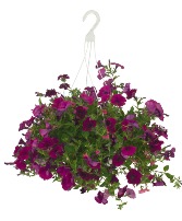 Assorted Summer  Mixed Annual Basket 12" Hanging Basket