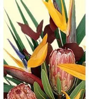 Assorted Tropical Arrangement in Croton On Hudson, NY | Cooke's Little Shoppe Of Flowers Assorted Tropical Arrangement in Croton On Hudson, NY | Cooke's Little Shoppe Of Flowers