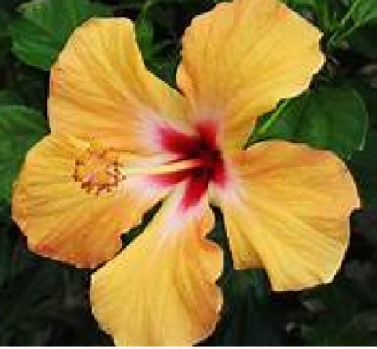 Assorted Tropical Hibiscus 