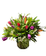 Assorted Tulips Vase Arrangement 