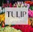 Assorted Tulips Vase Arrangenment