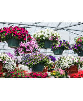 Assorted types  Hanging Baskets