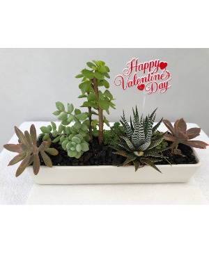 Assorted Valentine's Day Succulents Dish Garden Succulents in white ceramic tray 11"x3.5"x2.25"