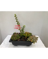 Assorted Valentine's Day Succulents Dish Garden Succulents in 9"x6.5"x3.25" tray
