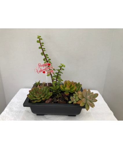 Assorted Valentine's Day Succulents Dish Garden Succulents in 9