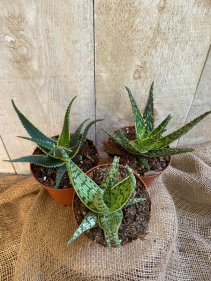 Assorted Varieties Aloe 5" plant 