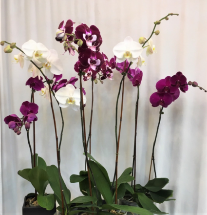 Assortment of Orchids Plants