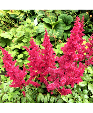 Astilbe Starting at $22.99 per Bunch