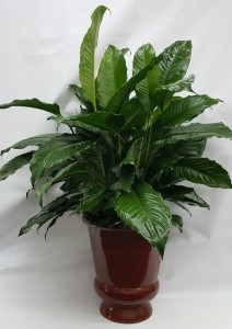 Athas 52 Large Peace Lily