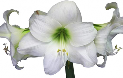 Amaryllis Bulb - White - Athena AMARYLLIS BULB, Loose in 