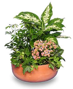 Garden Planter Green & Blooming Plants in Hornsby, NSW | Antique Rose Florist Garden Planter Green & Blooming Plants in Hornsby, NSW | Antique Rose Florist