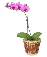 Potted Orchid Plant Blooming Plant