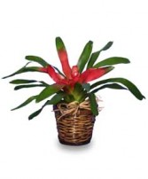 Bromeliad Tropical Bromeliad Plant