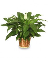 Peace Lily Plant  Spathiphyllum clevelandii 