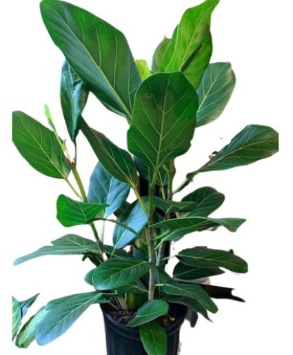 Audrey Ficus Plant 