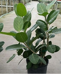 Audrey Rubber Plant  