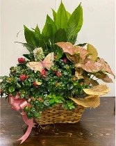 Autumn Azalea Basket Live Plants