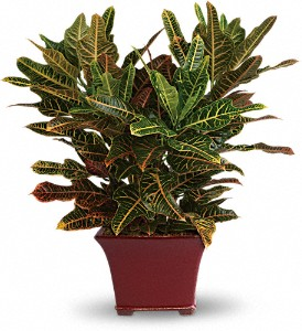 Autumn Croton Green Plant