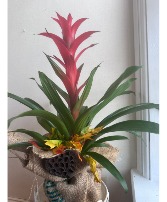 Autumn Dressed Bromeliad  