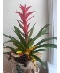 Autumn Dressed Bromeliad  