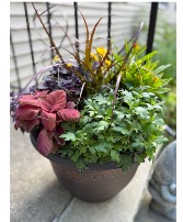 Autumn Patio Pot Plant