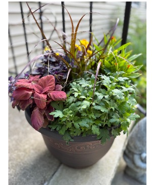Autumn Patio Pot Plant