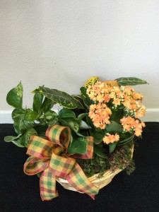 Autumnal Traditions Autumn plant basket