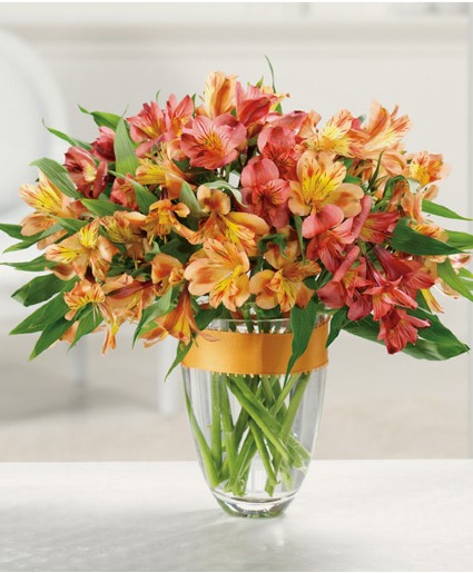 Awesome Alstroemeria 