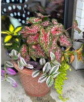 Awesome Combo Pot-Shade OUTDOOR PLANT SHADE