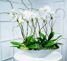 Awesome Orchids