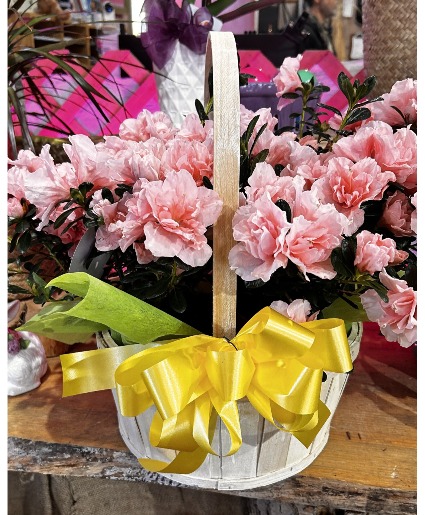 Azalea Basket Blooming Plant