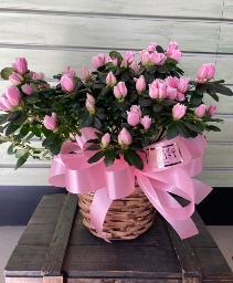 Azalea Basket plant