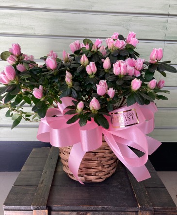 Azalea Basket plant in Lompoc, CA | Lompoc Valley Florist Azalea Basket plant in Lompoc, CA | Lompoc Valley Florist