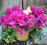 Azalea Beauty Blooming outdoor plant