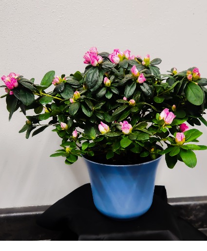 Azalea Blooming Plant 