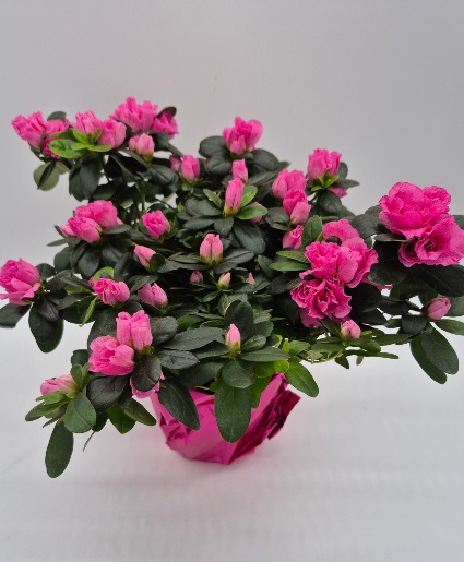 Azalea Blooming Plant