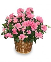 Azalea Blooming Plant Blooming Plant