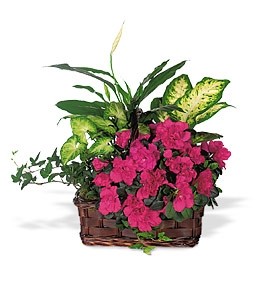 AZALEA GARDEN Garden Basket