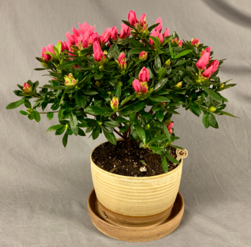 Azalea in Locally Made Planter Plant in Decorative Container